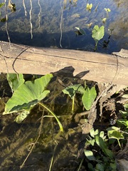 Colocasia