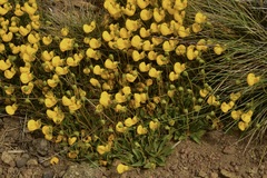 Calceolaria polyrhiza