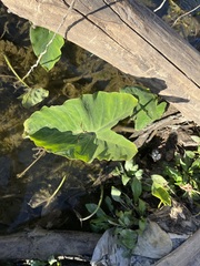 Colocasia