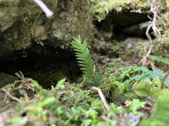 Fissidens