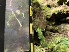 Fissidens