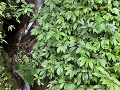 Elatostema platyphyllum