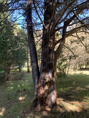 Cupressus forbesii