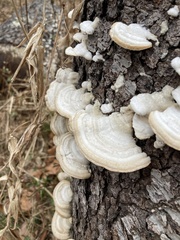 Trametes hirsuta