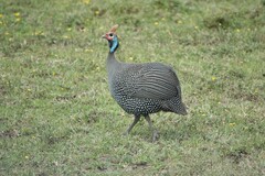 Numida meleagris reichenowi