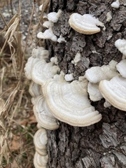 Trametes hirsuta