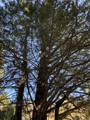 Cupressus forbesii