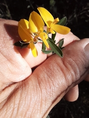 Genista pilosa