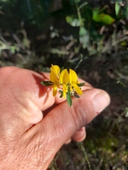 Genista pilosa