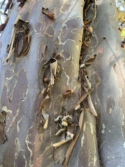 Cupressus forbesii