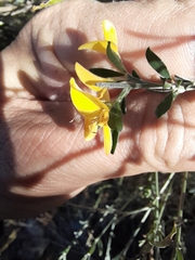 Genista pilosa