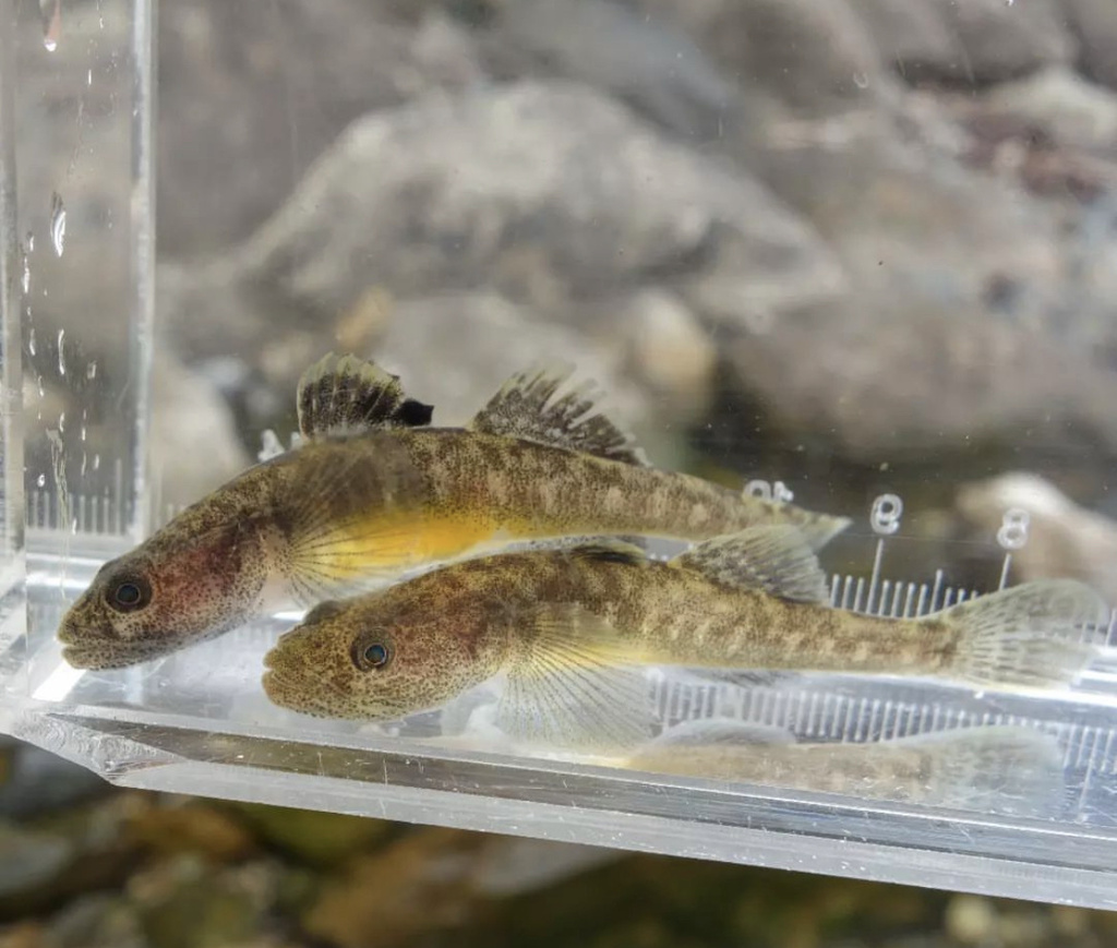 Biwa Goby