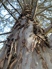 Cupressus forbesii