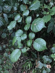 Rubus wallichianus