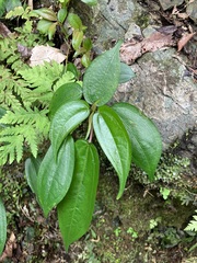 Pilea plataniflora