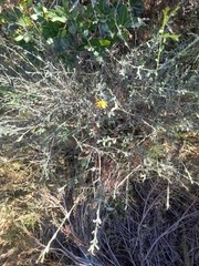Genista pilosa