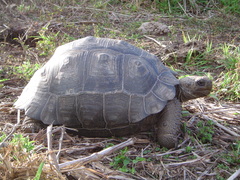 Chelonoidis niger