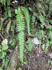 Adiantum malesianum