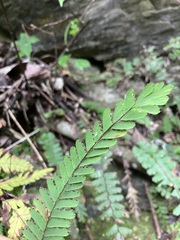 Adiantum malesianum