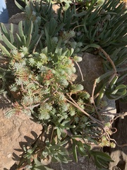 Sedum griseum