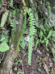 Adiantum malesianum