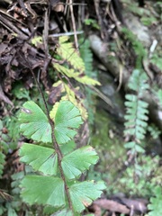 Adiantum malesianum