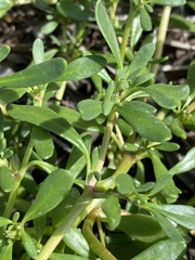 Sesuvium maritimum