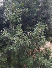 Taxus baccata