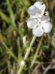Plagiobothrys tenellus