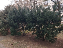 Taxus baccata
