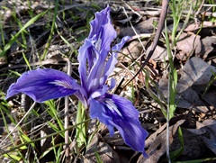 Iris macrosiphon