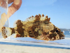 Sebastes longispinis