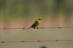 Crithagra sulphurata