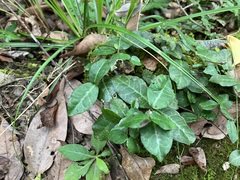 Trachelospermum