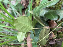 Trachelospermum