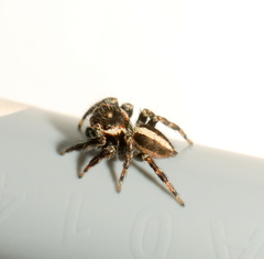 Evarcha denticulata