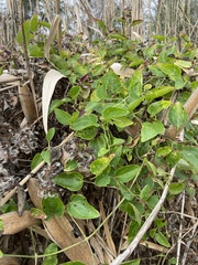 Clematis