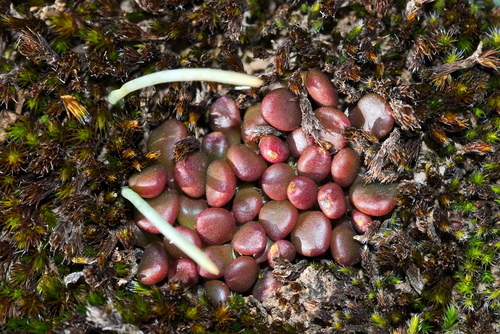 Anacampseros comptonii