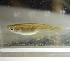 Oryzias sakaizumii