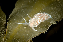 Facelina bostoniensis