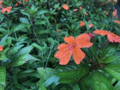 Impatiens hawkeri