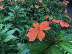 Impatiens hawkeri