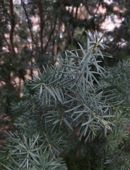 Taxus baccata