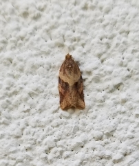 Argyrotaenia ivana