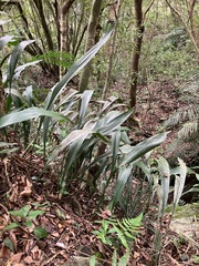 Aspidistra attenuata