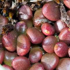 Anacampseros comptonii