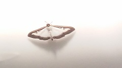 Cydalima perspectalis