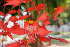 Amherstia nobilis