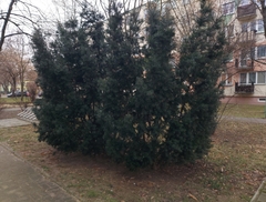 Taxus baccata
