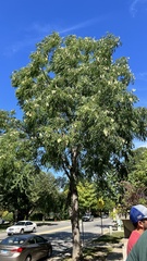 Gymnocladus